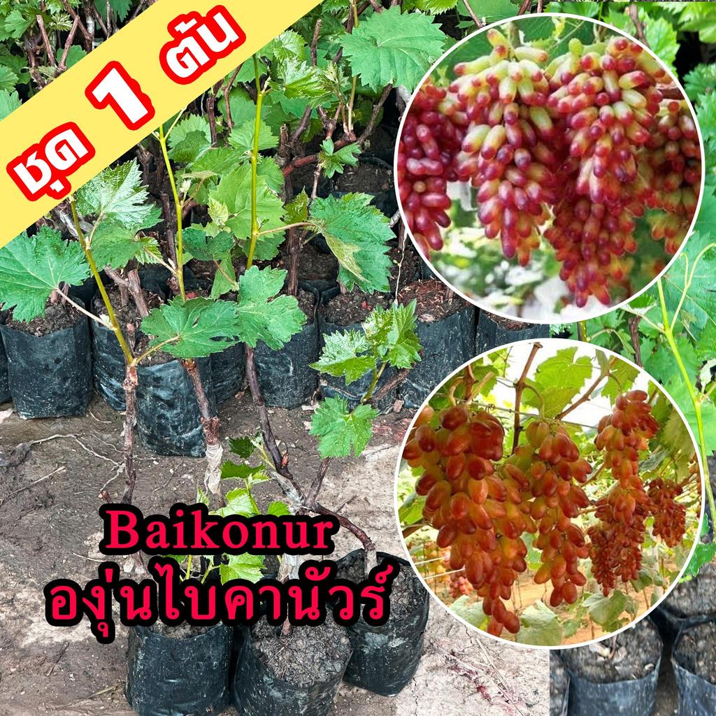 1 ต้นองุ่น Baikonur ต้นพันธุ์องุ่นไบคานัวร์เสียบยอดยอดสูง 40-60 ซม. ต้นองุ่น Baikonur ต้นองุ่นเสียยอด