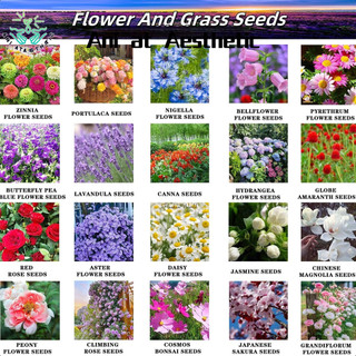 BEST VALUE! Flower Seeds Planting Kit - High Quality, High Germination Rate for Home Gardening