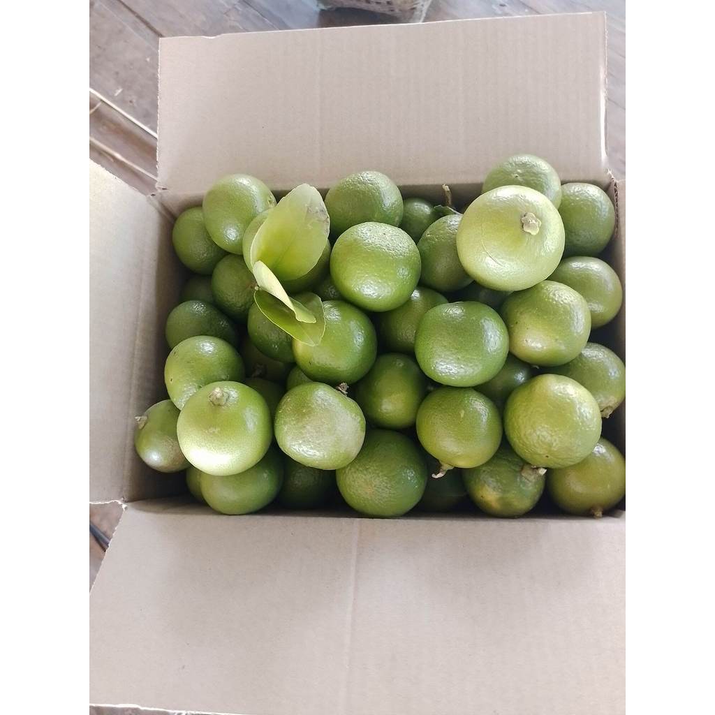 มะนาวแป้นสดลูกใหญ่ 500 กรัม