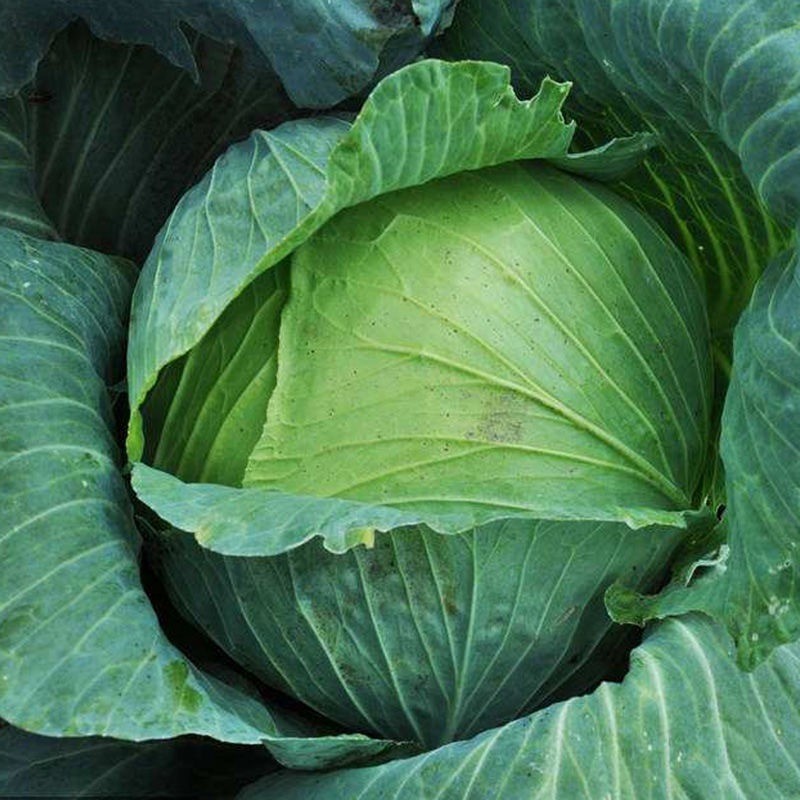 CABBAGE SEEDS 150 เมล็ด กะหล่ำปลี รัสเซีย หัวใหญ่ กรอบ อร่อย 60 วัน ทานได้ Cabbage Seeds สายพันธุ์ Amagerตั้งค่าโครงการ
