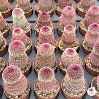 เรนโบว์ Echinocereus Pectinatus Rubispinus แคคตัส กระบองเพชร cactus&succulent