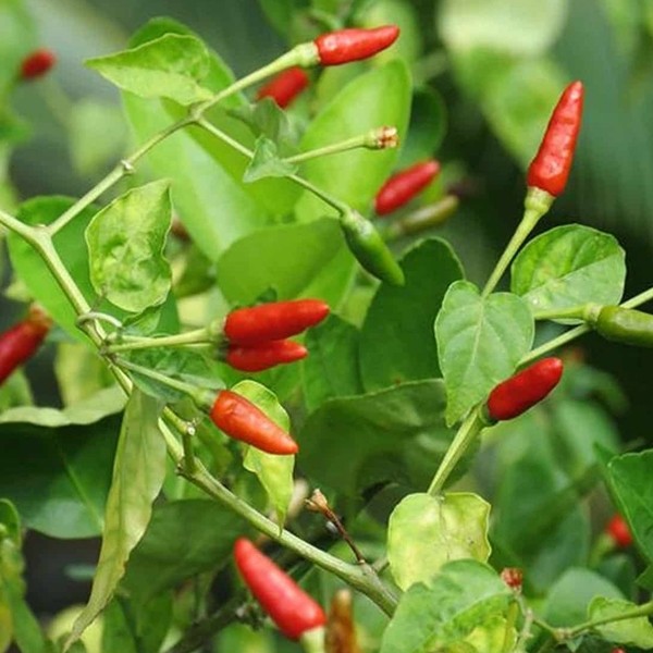 Chili seeds ( 100seeds ) - พริกไทยร้อนไต้หวันพริก/ siling ไต้หวัน