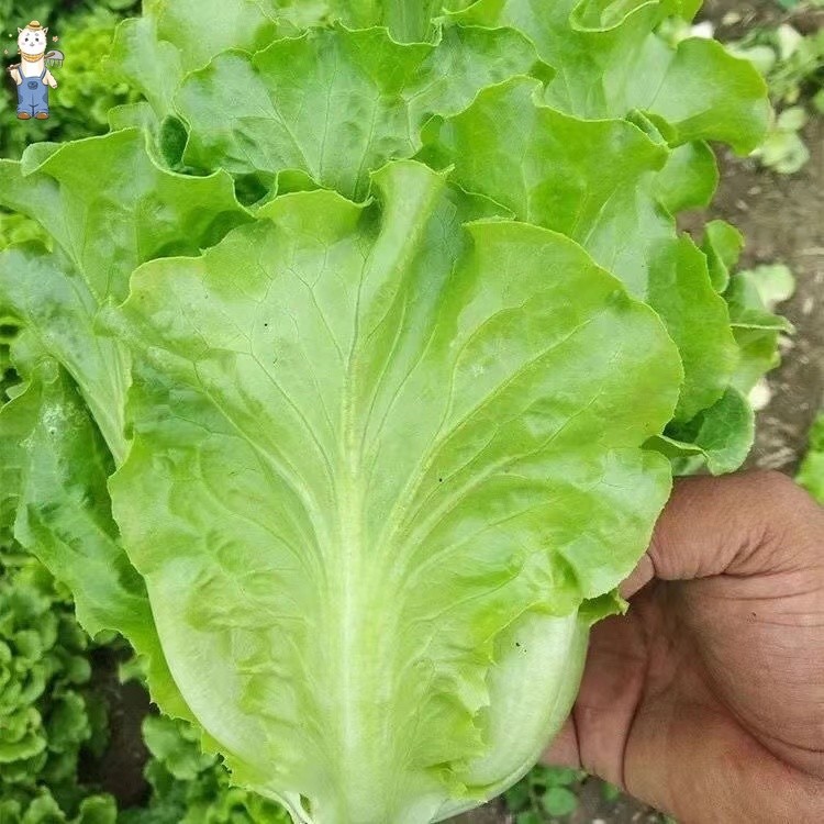 การงอกอย่างรวดเร็ว พืชผัก 1000 เมล็ด ผักกาดหอม Lettuce Seeds เมล็ดพันธุ์งอกเร็ว ง่าย ๆ