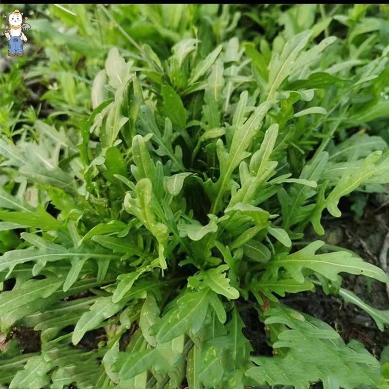 เมล็ดพันธุ์ ผักสลัด ร็อกเก็ตอิตาลี 400 เมล็ด I Arugula Seeds เมล็ดพันธุ์แท้ นำเข้าจากต่างประเทศ ปลูก