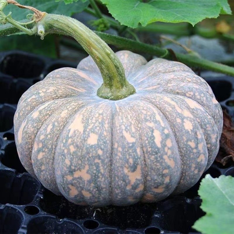 เมล็ดพันธุ์ ฟักทอง ฮันนี่นัท ( Squash Seed) บรรจุ 10 เมล็ด คุณภาพดี ราคาถูก ของแท้ 100% ง่าย ๆ