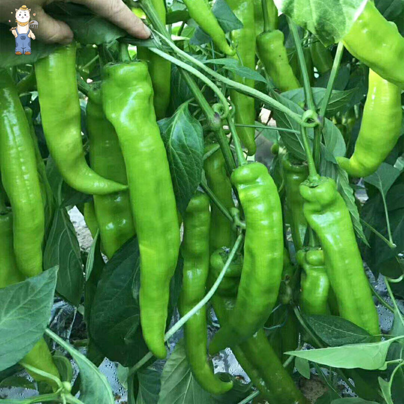 พืชผัก 100 เมล็ด พริกหยวกGreen Chili Seeds การใช้ชีวิตแบบสีเขียว ปลูกต้นไม้บนระเบียง