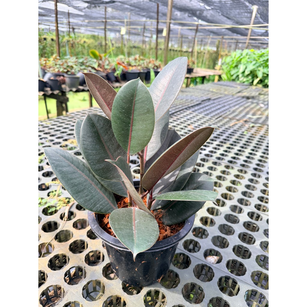 มุมมอง 6