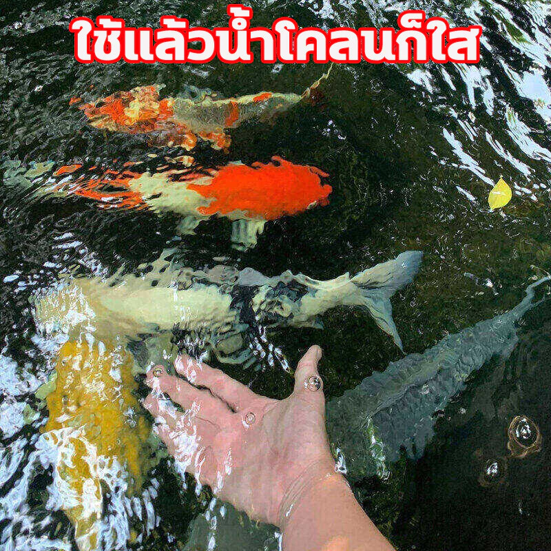 จุลินทรีย์บ่อปลา ตู้ปลา สลายขี้ปลา บำบัดน้ำเสีย ปรับคุณภาพน้ำ thumbnail 5