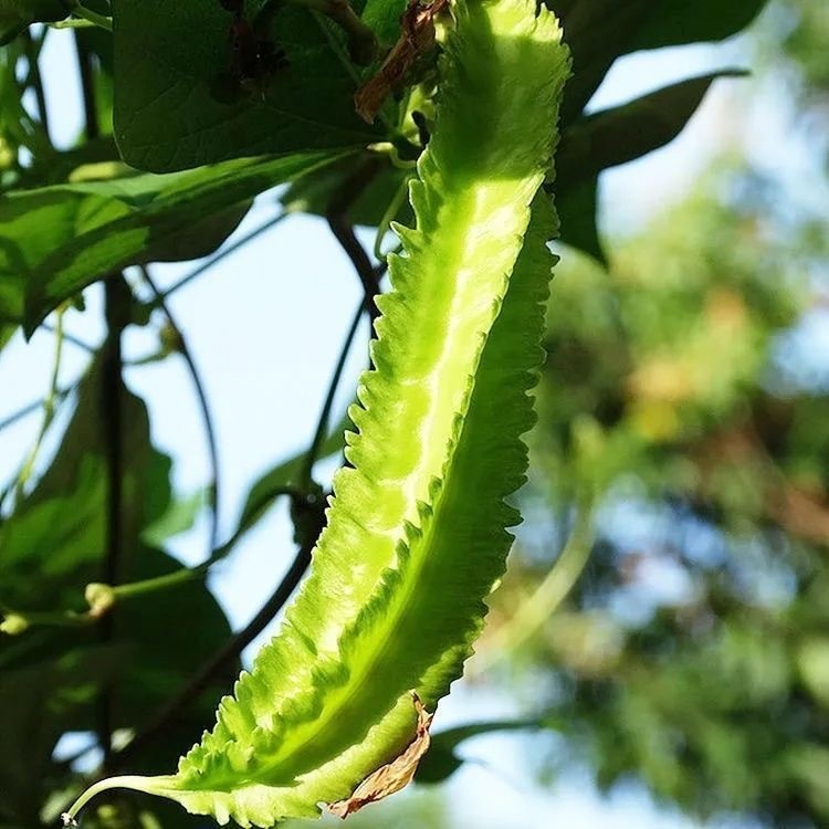 เมล็ดถั่วพู จอมทอง ตราตะวันต้นกล้า ขนาด Winged Bean (5seeds)เมล็ดพันธุ์ถั่วพู ถั่วพู เมล็ดผักสวนครัว เมล็ดพันธุ์ผัก