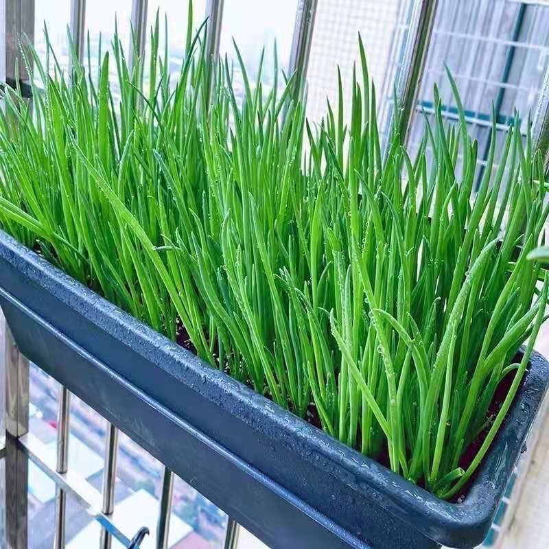 dahon ng sibuyas seeds  ง่ายต่อการปลูกต้นหอมญี่ปุ่น 300เมล็ด เมล็ดต้นหอมญี่ปุ่น  ง่ายต่อการปลูก – โปรปัง