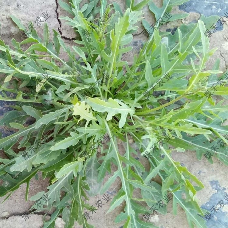 Arugula Seeds เมล็ด ARUGULA Organic  ร็อกเก็ต ออร์แกนิค เมล็ดพันธุ์ 400 เมล็ด/แพ็ค