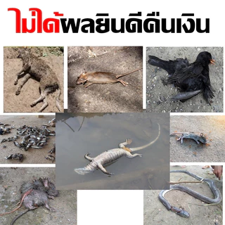 ของแท้ หัวเชื้อใช้ทำเหยื่อกำจัดสัตว์ แลนเนท เมโทรนิล 98 ไม่มีสี ไม่มีกลิ่น (100g.) ตะกวด แรทเนท แลนเนทแท้