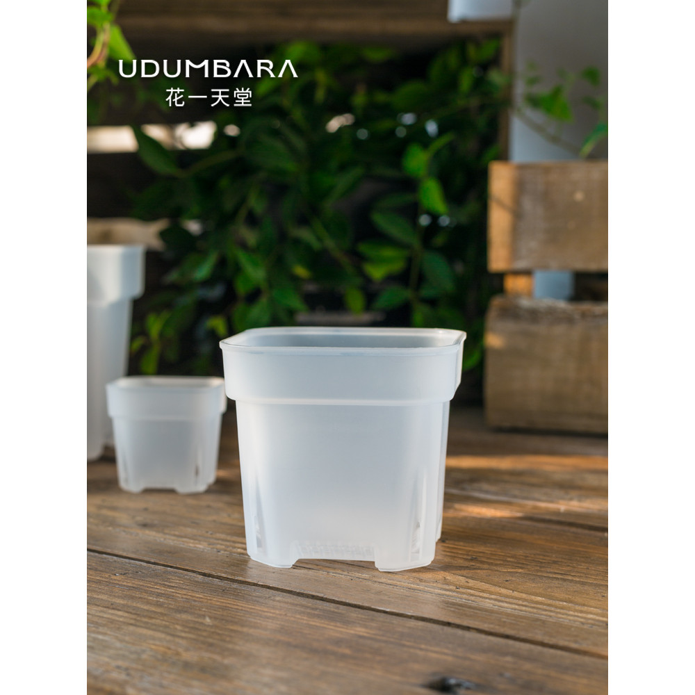 B b.Low ราคา Spike ดอกไม้ One Paradise หนาพิเศษโปร่งใส Succulent พลาสติก Low Square กระถางดอกไม้ Min