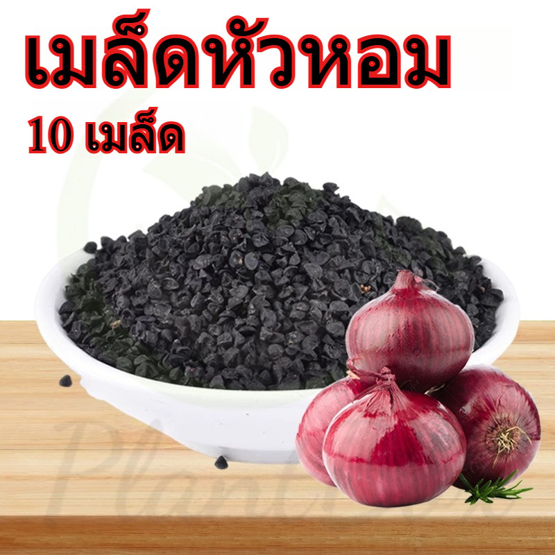 สำหรับเมล็ดพันธุ์หอมแดง 10 เมล็ด - งอกง่าย、 โตไว、ทานอร่อย