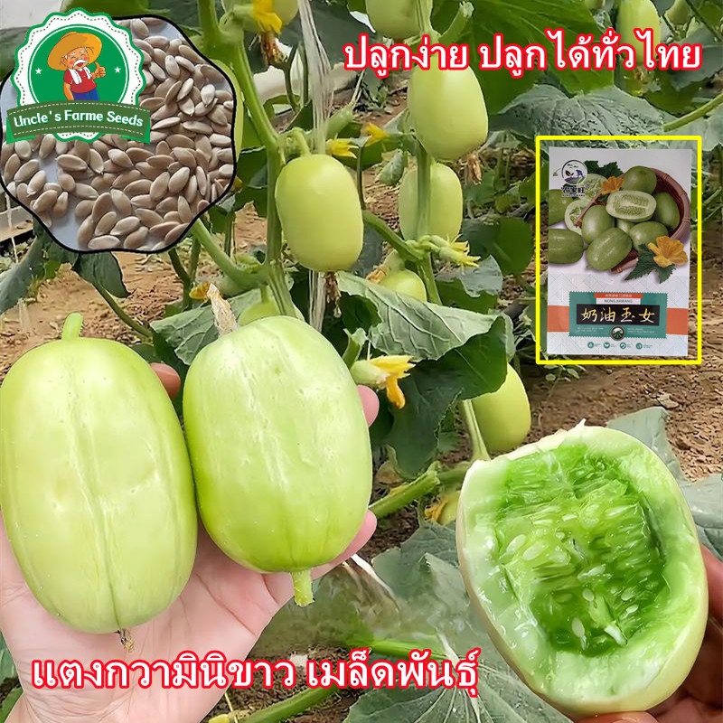 เมล็ดพันธุ์แตงกวาไขไก่ เมล็ดแตงกวามินิ 10เมล็ด แตงกวาจิ๋ว High Yield Jade Girl Mini Cucumber Seeds Vegetable Seeds - รูปที่ 6