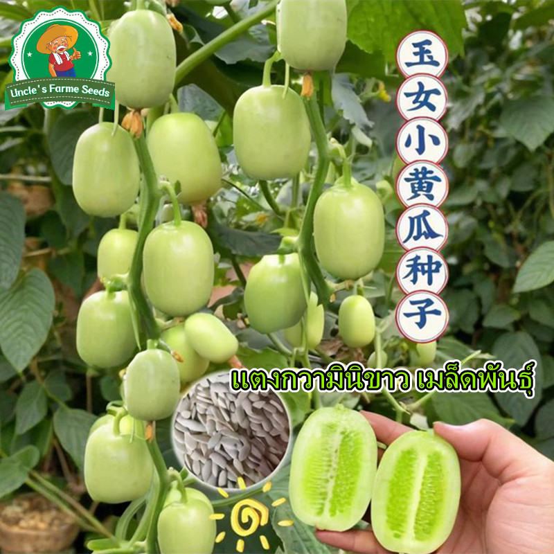 10เมล็ด ลูกดก หวานกรอบ แตงกวามินิขาว เมล็ดพันธุ์ Mini Cucumber Seeds เมล็ดเมล็ดพันธุ์แตงกวาขาวมินิเมล็ด แตงกวาขาวมินิ