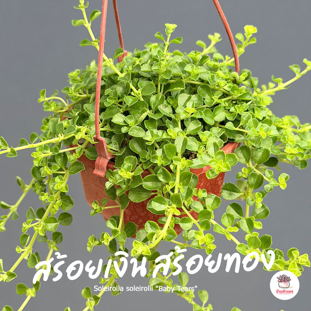 ต้นสร้อยเงิน สร้อยทอง Soleirolia soleirolii "Baby Tears" ไม้อวบน้ำ กุหลาบหิน แคคตัส กระบองเพชร cactus&succulent