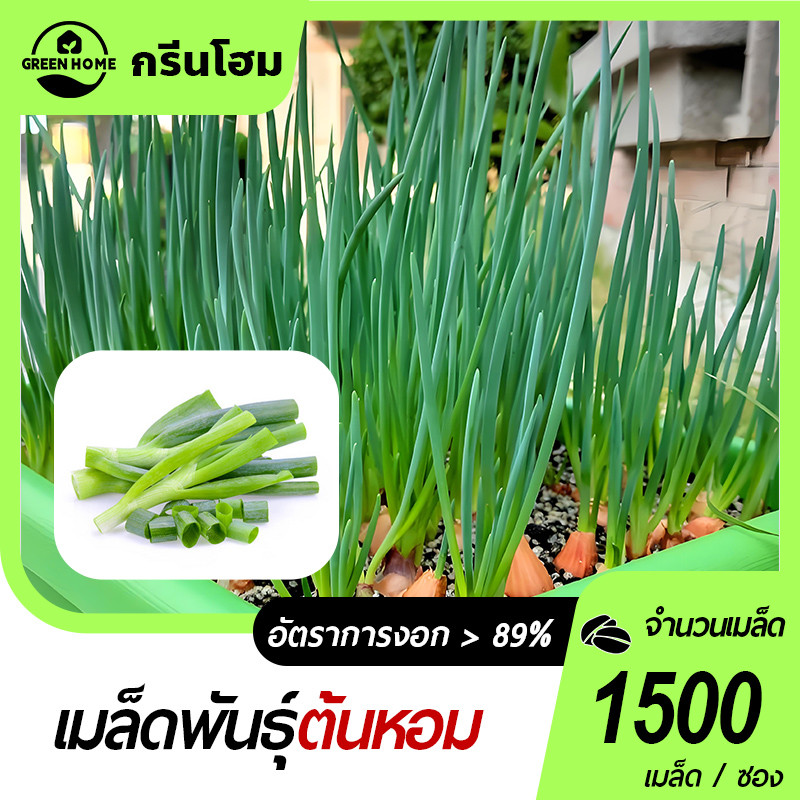 ต้นหอม🎯หอมแบ่ง👍เมล็ดพันธุ์ต้นหอม 1500 เมล็ด🔥งอกง่าย🍀โตไว☘️ใบดก