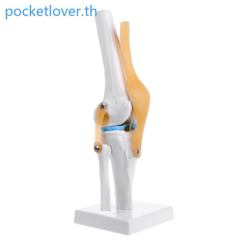 Poc Human Anatomical Knee Joint ยืดหยุ่นโครงกระดูกรุ่น Medical Learning Aid Anatomy