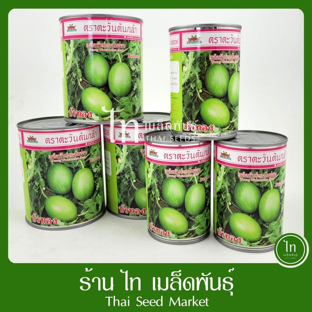 แตงโมอ่อน บัวทอง เมล็ดพันธุ์ แตงโมอ่อน ตรา ตะวันต้นกล้า บรรจุ 250 / 100 กรัม