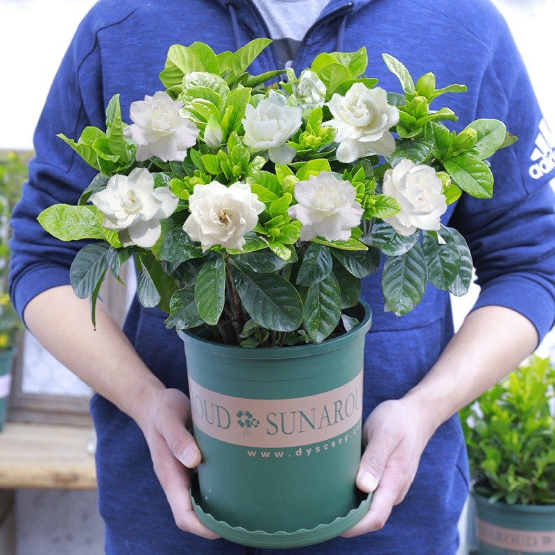 ปลูกท้องถิ่นดอกไม้หอมเมล็ดพุดสําหรับปลูก (10ชิ้น) พันธุ์ไม้ดอกเมล็ดพืชบอนไซ - รูปที่ 6