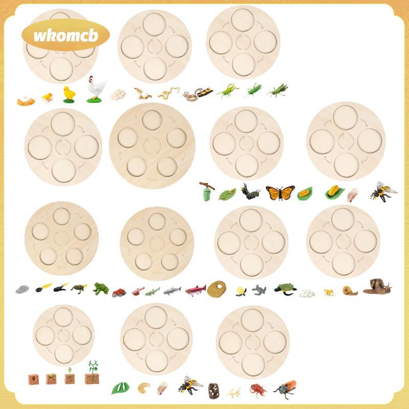 [wkomcb] Life Cycle Board Toy Puzzle Early Education Nature for Christmas Presentation Game Preschoo