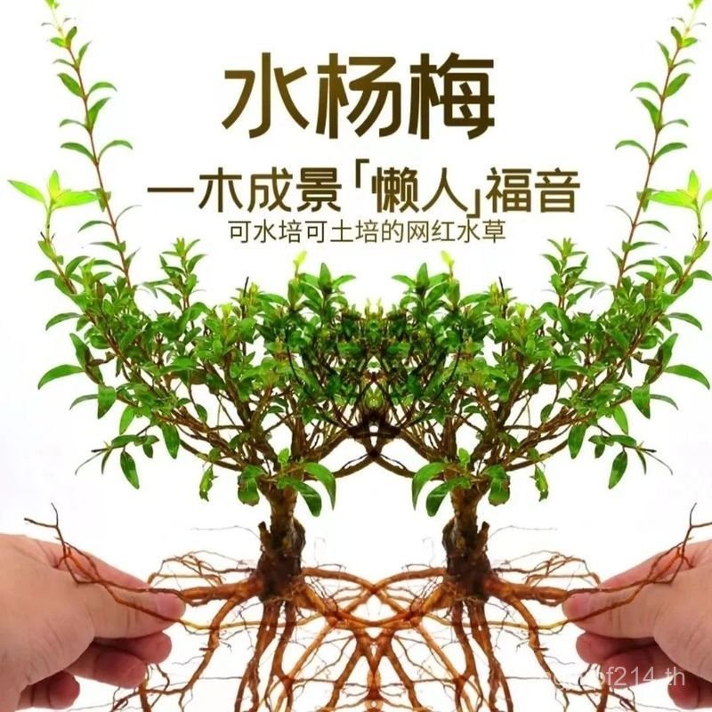 ถังปลา Sapling Hydroponic Sapberry Moss พืชน้ําพืชสีเขียวน้ําเก่ากองสะเทินน้ําสะเทินบกถังชุดเต็ม Sap