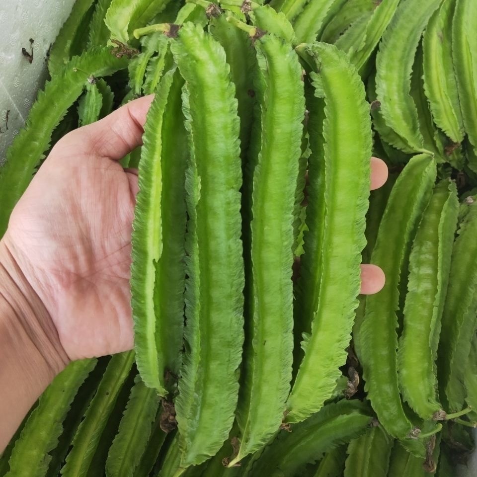 เมล็ดถั่วพู จอมทอง ตราตะวันต้นกล้า ขนาด Winged Bean (5seeds)เมล็ดพันธุ์ถั่วพู ถั่วพู เมล็ดผักสวนครัว เมล็ดพันธุ์ผัก - รูปที่ 5