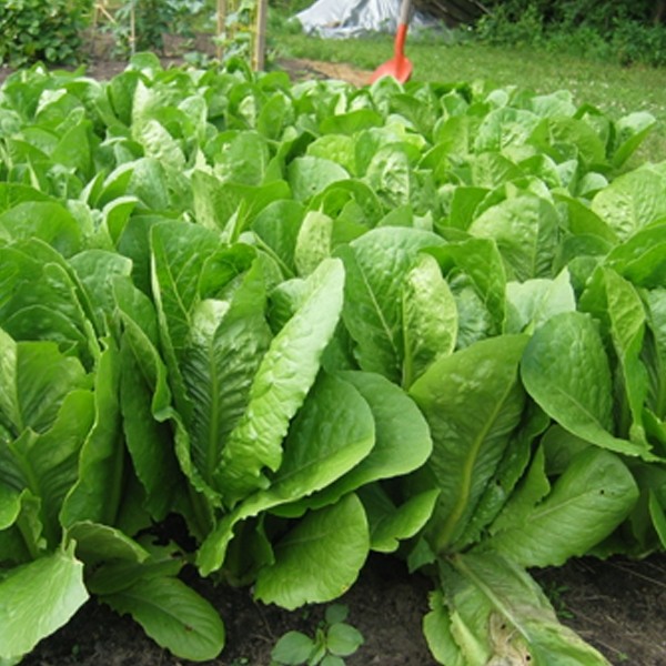 500เมล็ด/ซอง ผักกาดหอมสลัด High Germination Romaine Lettuce Seeds  เมล็ดผักกาดอย่างรวดเร็ว ง่าย ๆ