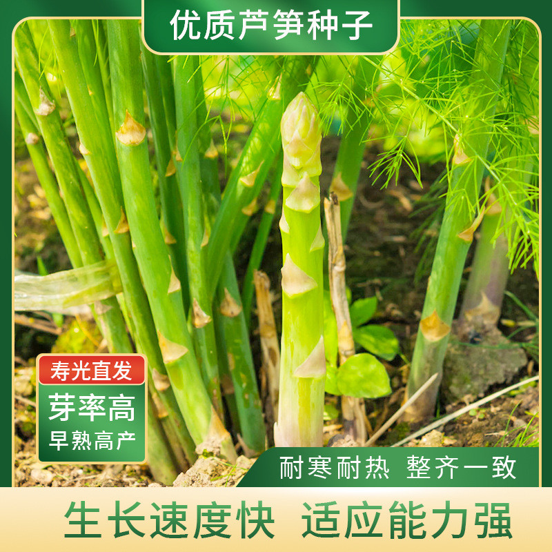 เมล็ดพันธุ์หน่อไม้ฝรั่ง UC800 สุกไวตลอดปี ทนทานทั้งฝนและลมหนาว ผลผลิตสูง