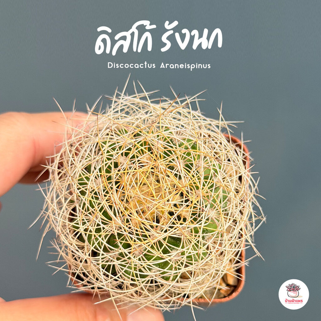 ดิสโก้ รังนก Discocactus Araneispinus แคคตัส กระบองเพชร cactus&succulent