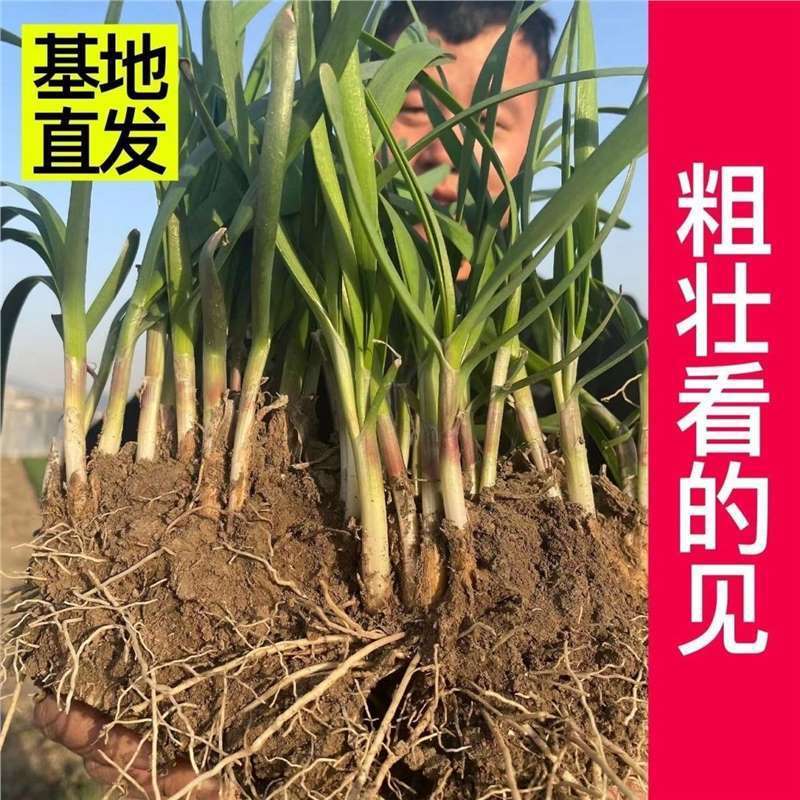 ตอนนี้ขุด Fuchsia ใหม่ Leek Root กว้าง Leaf Leek ต้นกล้าระเบียงในร่ม Four Seasons Potted Big Leaf Le