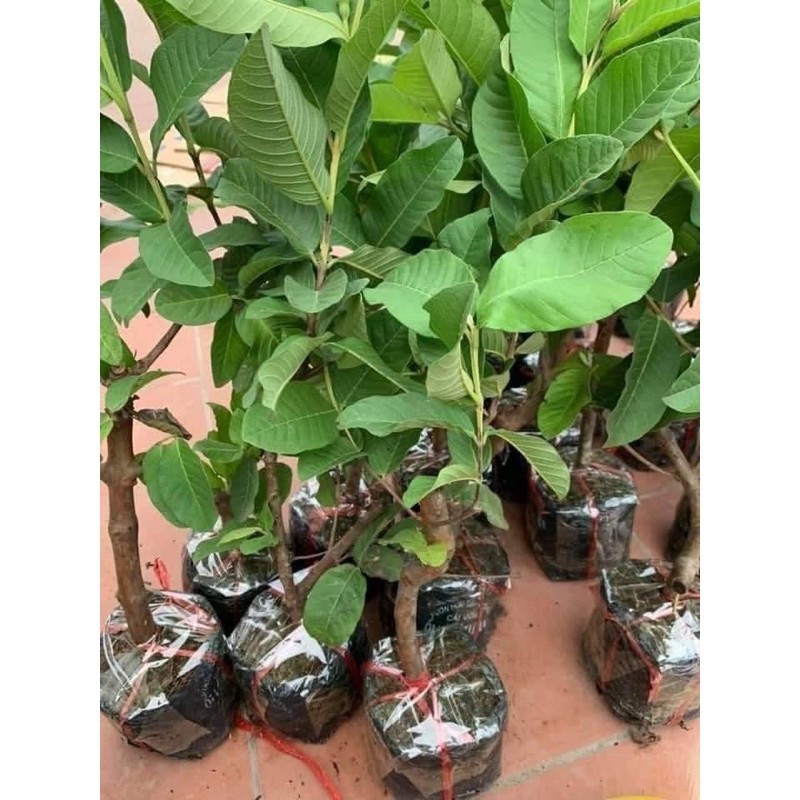 SEEDLESS QUEEN GUAVA TREE, BIG TREE พร้อมดวงตา, ผลไม้ที่รุนแรงขึ้นอย่างใหญ่