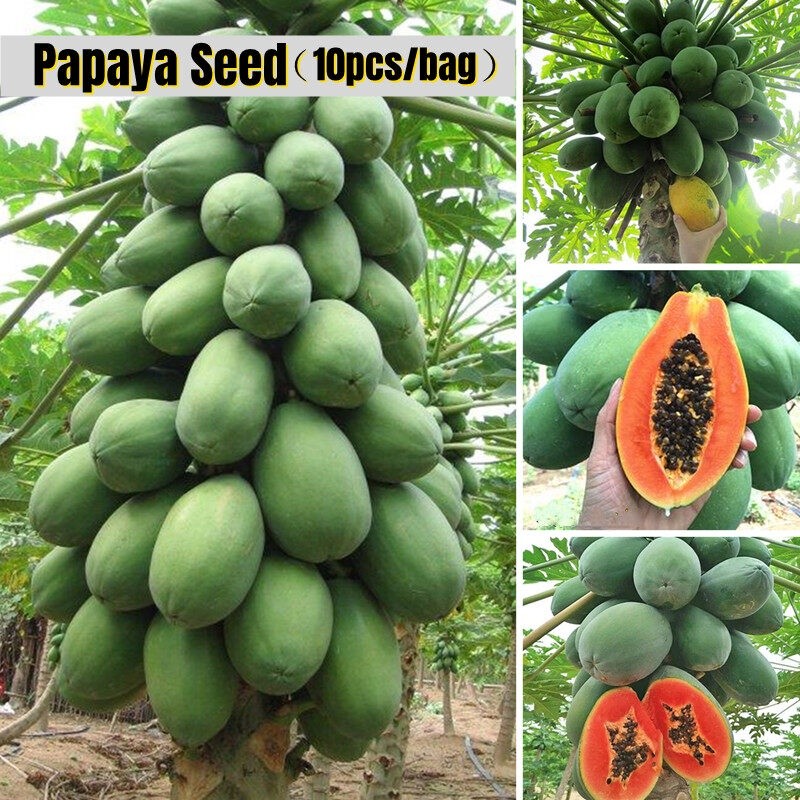 การปลูกท้องถิ่น Betik 10 ชิ้น Red Lady Papaya Seeds papayaseeds Papaya Big Hong KongOrganic Fruit Se
