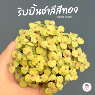 ริบบิ้นชาลีสีทอง Callisia repens ไม้อวบน้ำ กุหลาบหิน cactus&succulentหลากหลายสายพันธุ์