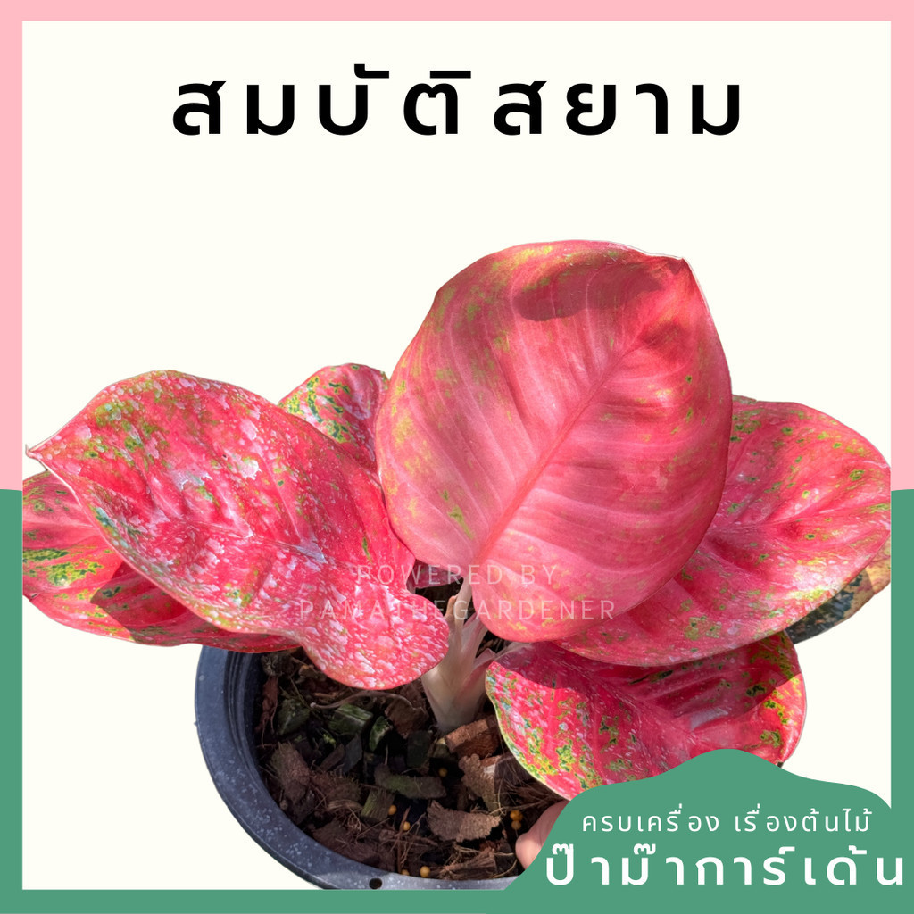 อโกลนีม่า สมบัติสยาม Aglaonema sp. 'Sombatsiam'