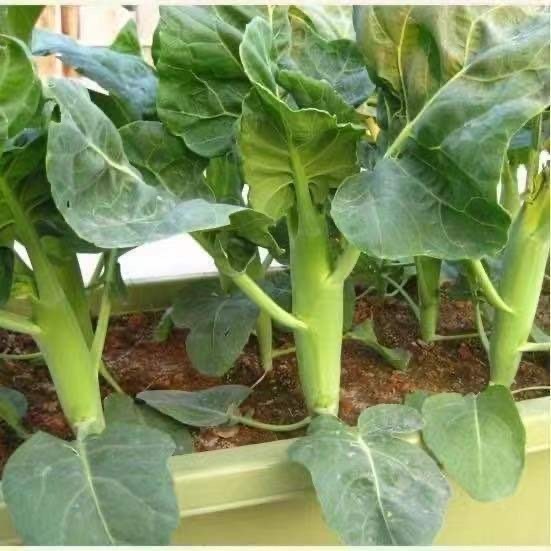 top kale seeds about 200 Chinese kale seeds เมล็ดผักคะน้าปลูกผักสวนครัว ง่าย ๆ