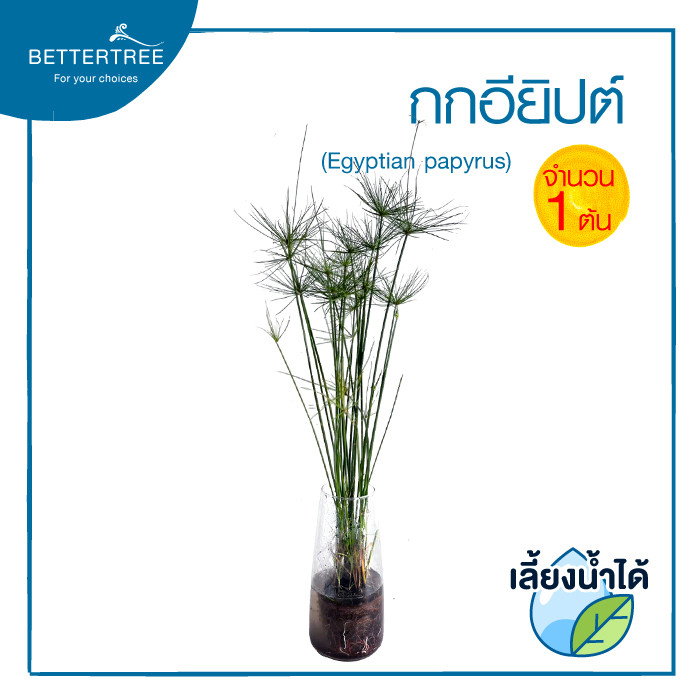 กกอียิปต์ (จำนวน 1 ต้น) เลี้ยงน้ำได้  (Egyptian Papyrus)  ไม้น้ำ ต้นไม้น้ำ