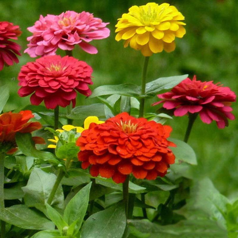 Zinnia Flower Seeds เมล็ดพันธุ์ดอกบานชื่น กลีบซ้อน คละสี 100เมล็ด Zinnia ต้นบานชื่นหลากสี