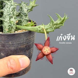 เก๋งจีน Duvalia sulcata แคคตัส กระบองเพชร cactus&succulent