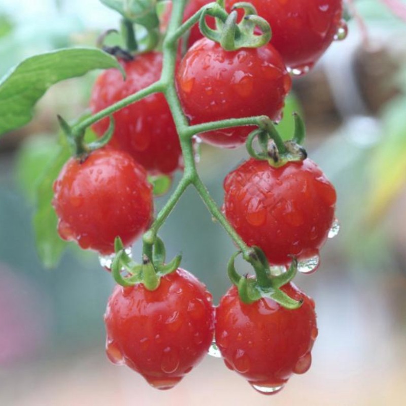 ผลผลิตสูง มะเขือเทศเชอร์รี่ บรรจุ 200 เมล็ด tomatoes seeds for planting ผลผลิตสูง - รูปที่ 6