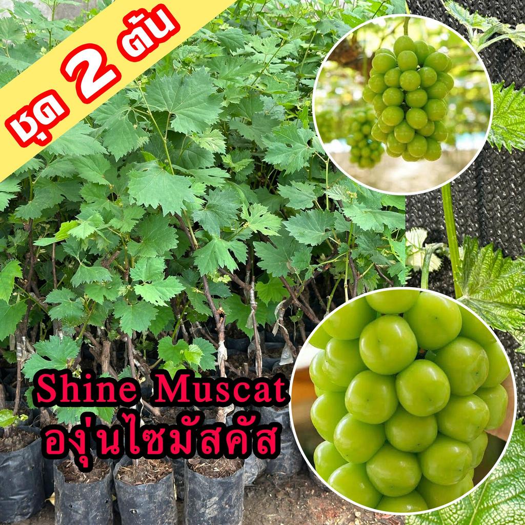 2 ต้นองุ่น Shine Muscat ต้นพันธุ์องุ่นไซมัสคัสเสียบยอด องุ่นไซมัสแคทเสียบยอดสูง 40-60 ซม. ต้นองุ่น Shine Muscat