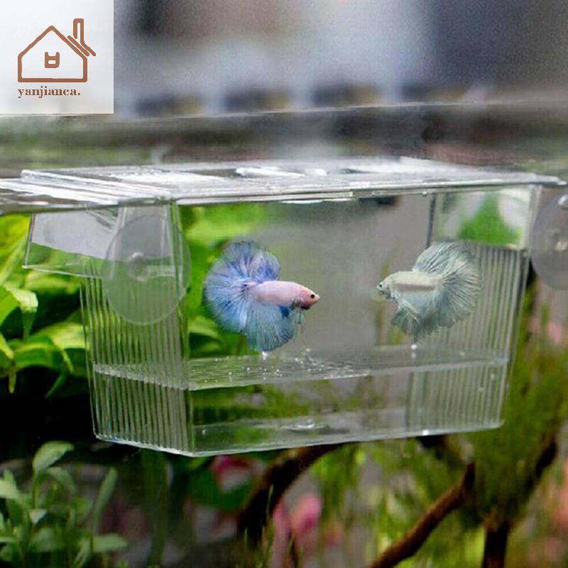 YANCA Aquarium Fish Tank Guppy Double Breeding Breeder Rearing Trap Box Hatchery TH