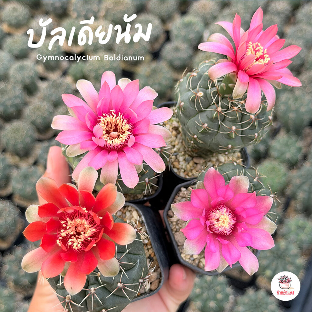ยิมโนบัลเดียนัม #คละสีดอก Gymnocalycium Baldianum แคคตัส กระบองเพชร cactus&succulent