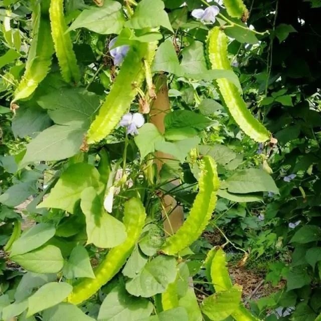 เมล็ดถั่วพู จอมทอง ตราตะวันต้นกล้า ขนาด Winged Bean (5seeds)เมล็ดพันธุ์ถั่วพู ถั่วพู เมล็ดผักสวนครัว เมล็ดพันธุ์ผัก - รูปที่ 2