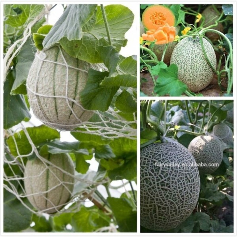 งอกสูงอินทรีย์ ปลูกกลางแจ้ง งอกสูง ฮามิ เมล่อน บรรจุ 20เมล็ด Hami Melon Seeds Sweet Cantaloupe  งอกสูง