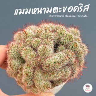 แมมหนามตะขอคริส Mammillaria Beneckei Cristata แคคตัส กระบองเ…