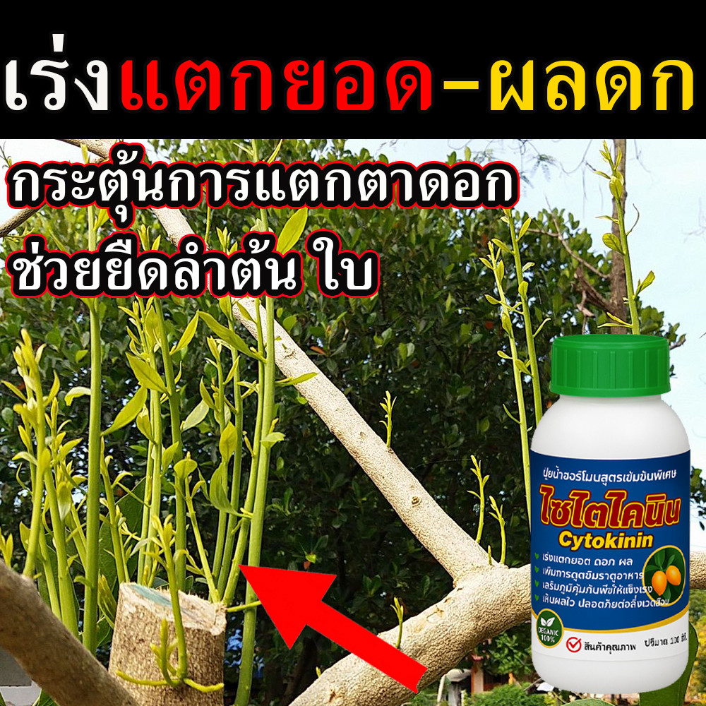 ไซโตไคนิน ฮอร์โมนพืชกระตุ้นการแตกตาพืช 100 ซีซี ร่งแตกตาดอก เร่งแตกยอดใบ เร่งขยายใบ ไซโตไคนินพืช ส่งเสริมการเจริญเติบโต