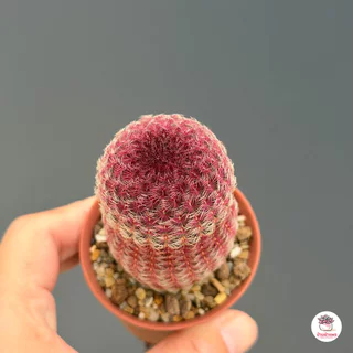 เรนโบว์ Echinocereus Pectinatus Rubispinus แคคตัส กระบองเพชร cactus&succulent