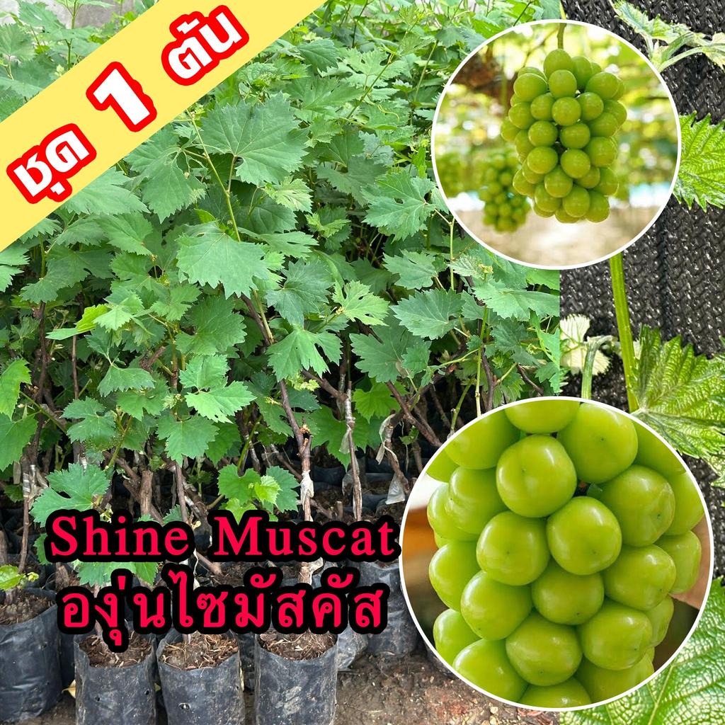 1 ต้นองุ่น Shine Muscat ต้นพันธุ์องุ่นไซมัสคัสเสียบยอด องุ่นไซมัสแคทเสียบยอดสูง 40-60 ซม. ต้นองุ่น S